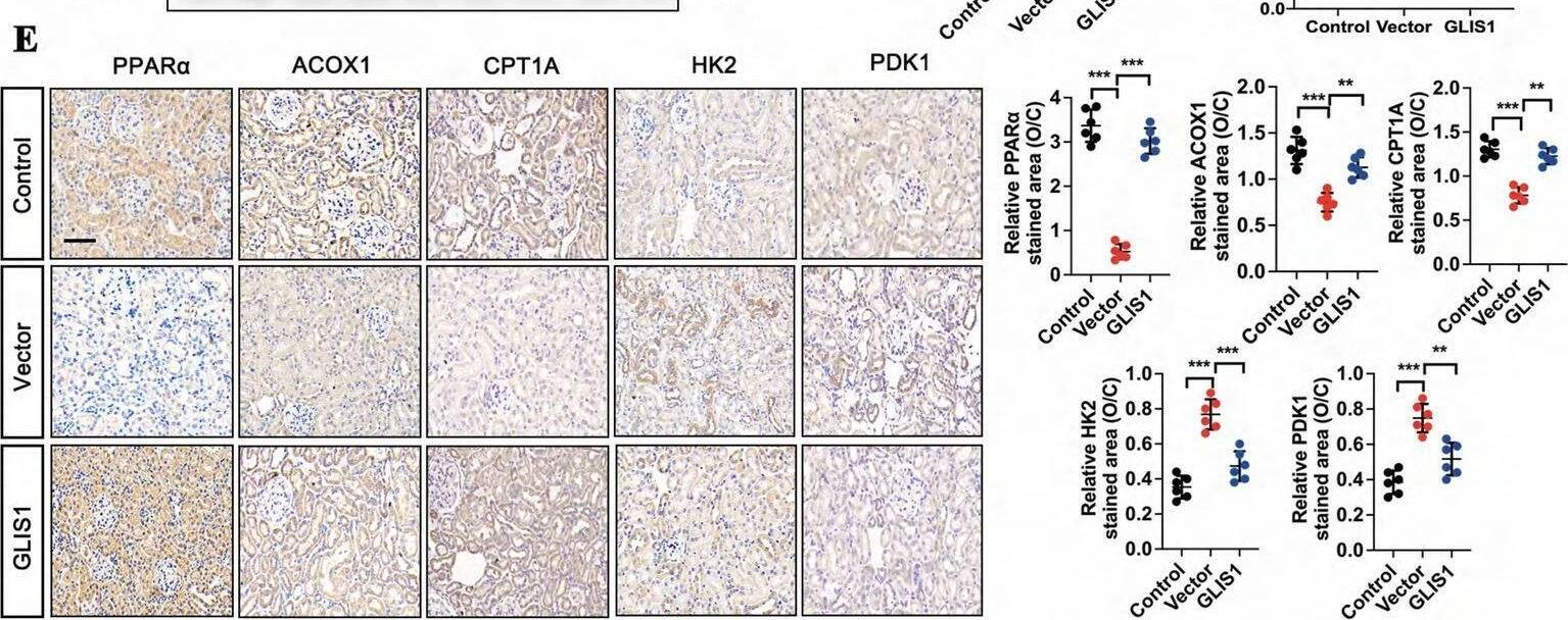PPAR alpha/NR1C1 Antibody (3B6/PPAR) - BSA Free