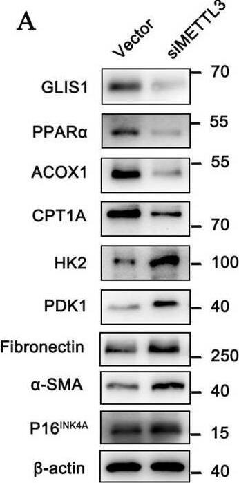 PPAR alpha/NR1C1 Antibody (3B6/PPAR) - BSA Free