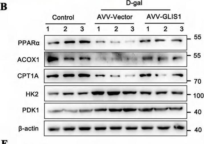 PPAR alpha/NR1C1 Antibody (3B6/PPAR) - BSA Free
