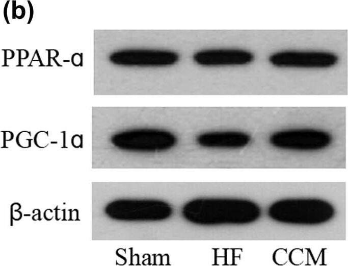 PPAR alpha/NR1C1 Antibody (3B6/PPAR) - BSA Free