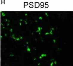 PSD-95 Antibody (6G6-1C9) - BSA Free