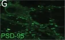 PSD-95 Antibody (6G6-1C9) - BSA Free