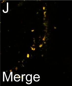PSD-95 Antibody (6G6-1C9) - BSA Free