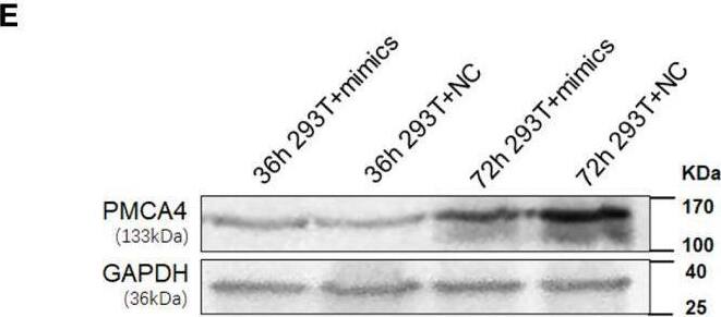 PMCA4 Antibody (JA9)