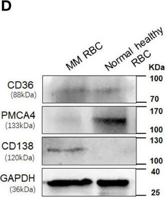 PMCA4 Antibody (JA9)