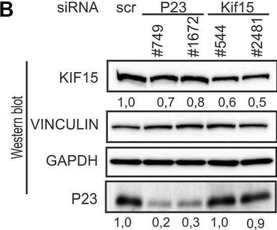 p23/PTGES3 Antibody (JJ3)
