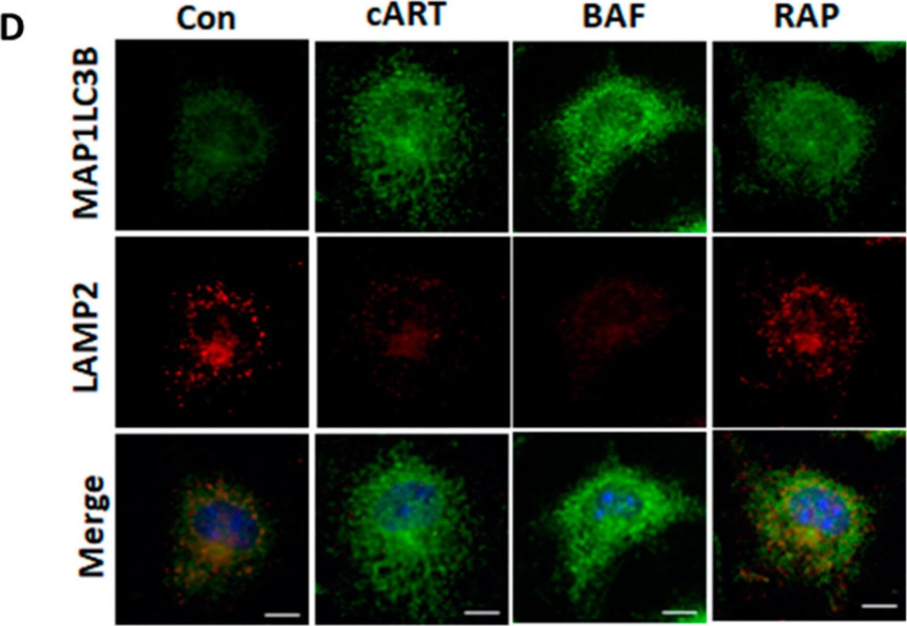 LAMP-2/CD107b Antibody
