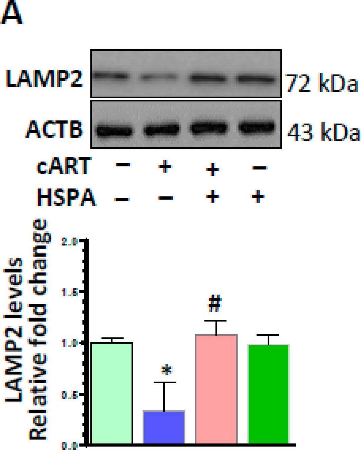 LAMP-2/CD107b Antibody