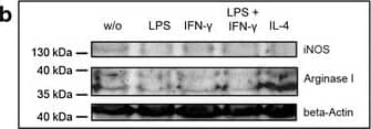 iNOS Antibody - BSA Free