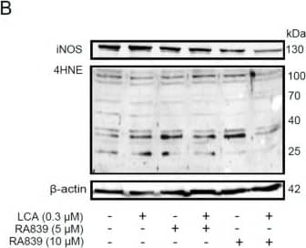 iNOS Antibody - BSA Free