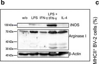 iNOS Antibody - BSA Free