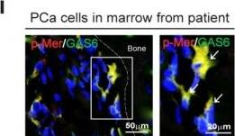 Mer [p Tyr754, p Tyr749, p Tyr753] Antibody