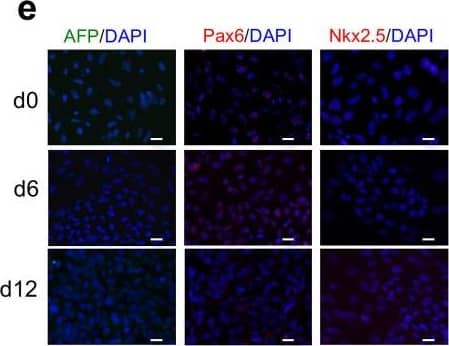 Pax6 Antibody