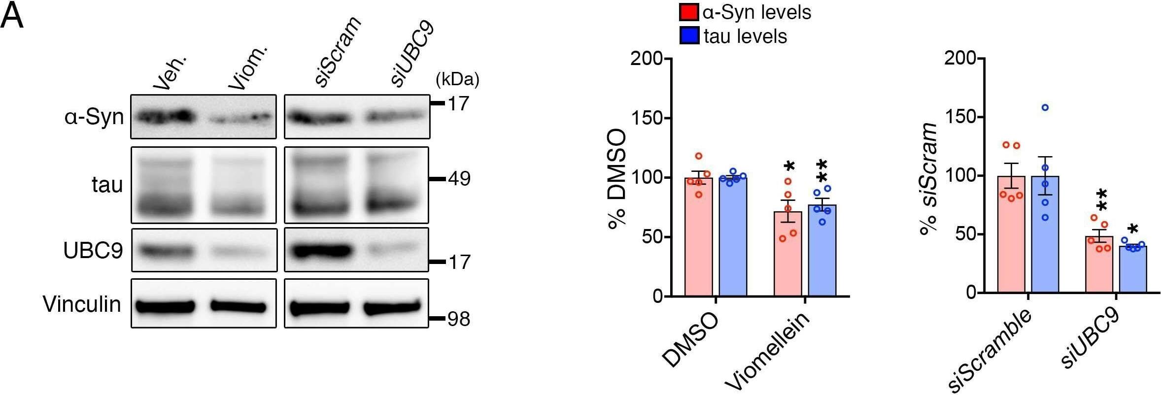 UBE2I/Ubc9 Antibody
