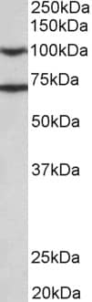 Eps8 Antibody