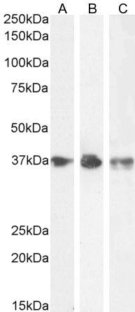 CrkL Antibody