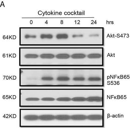 alpha-Smooth Muscle Actin Antibody