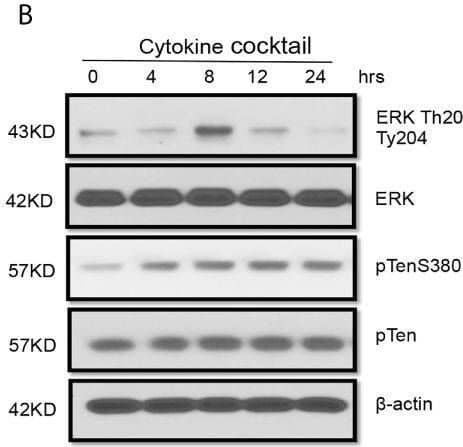 alpha-Smooth Muscle Actin Antibody
