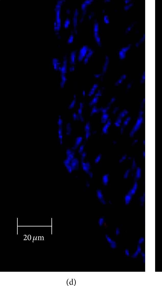 SR-BI Antibody - BSA Free