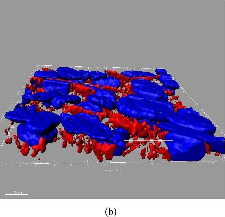 SR-BI Antibody - BSA Free