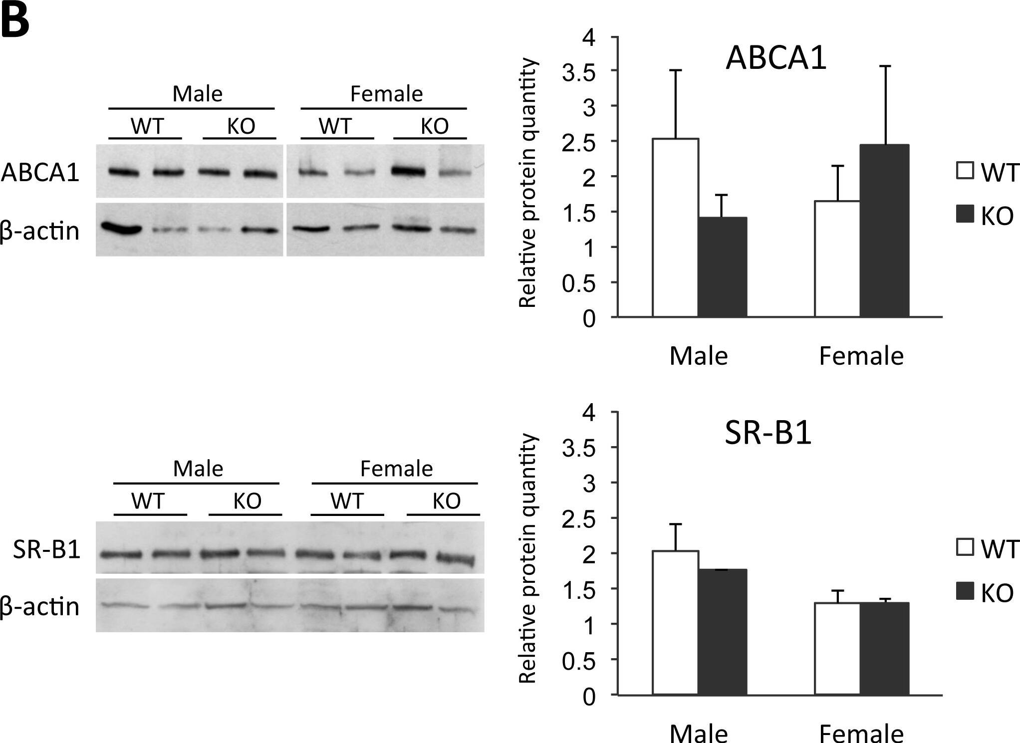 SR-BI Antibody - BSA Free