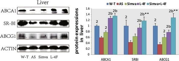 SR-BI Antibody - BSA Free
