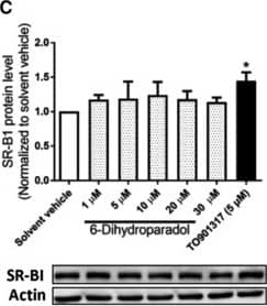 SR-BI Antibody - BSA Free