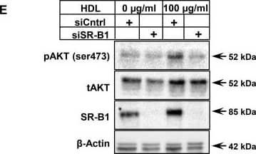 SR-BI Antibody - BSA Free