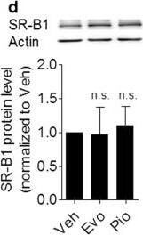 SR-BI Antibody - BSA Free