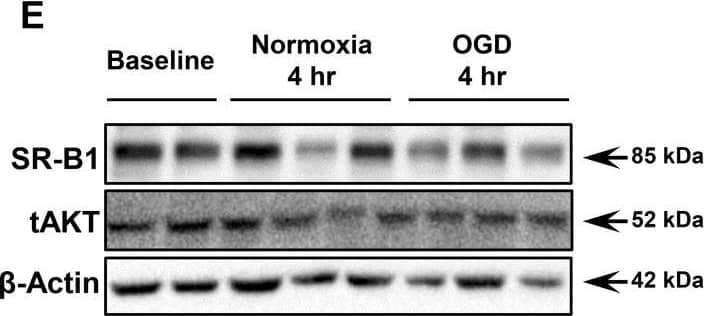 SR-BI Antibody - BSA Free