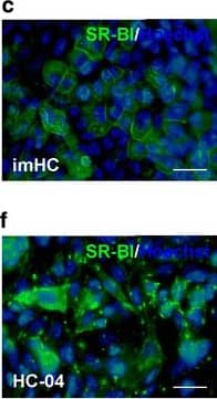SR-BI Antibody - BSA Free