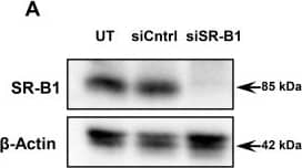 SR-BI Antibody - BSA Free