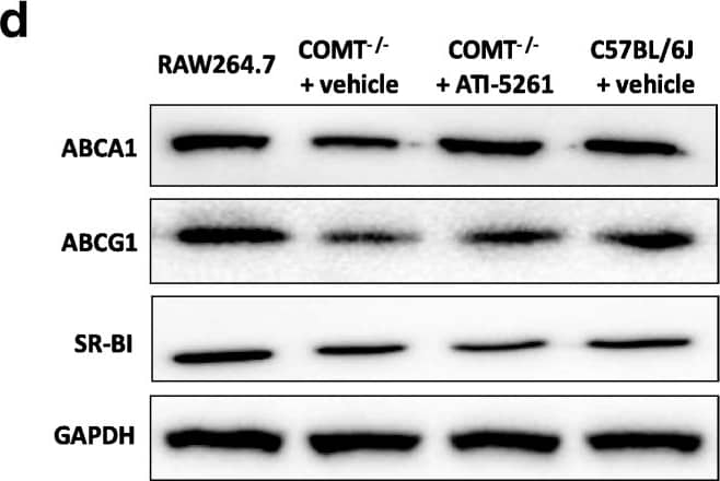 ABCA1 Antibody - BSA Free