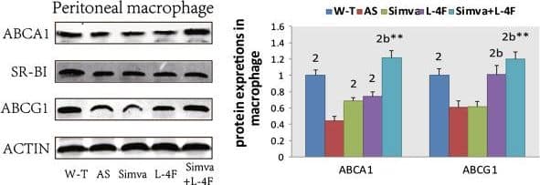 ABCA1 Antibody - BSA Free