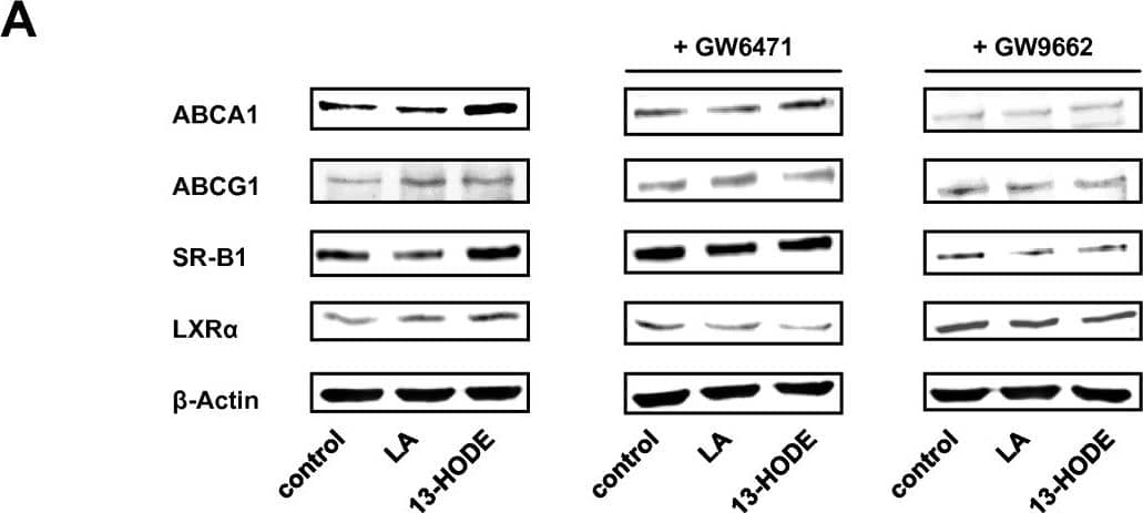 ABCA1 Antibody - BSA Free