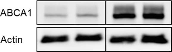 ABCA1 Antibody - BSA Free