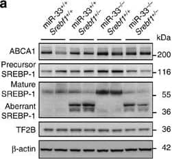 ABCA1 Antibody - BSA Free