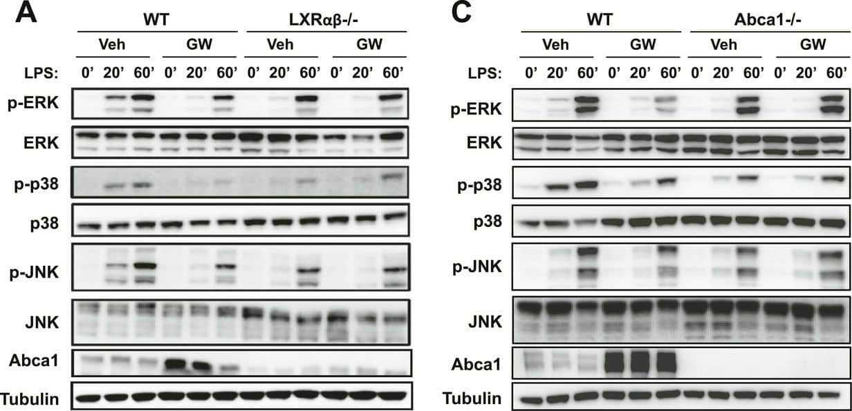 ABCA1 Antibody - BSA Free