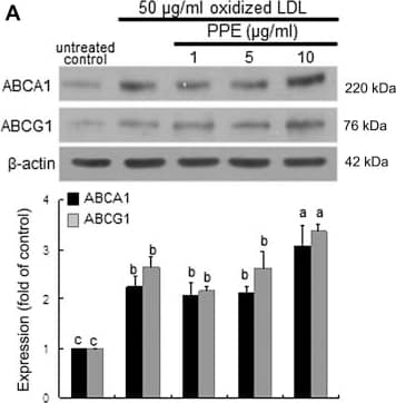 ABCA1 Antibody - BSA Free