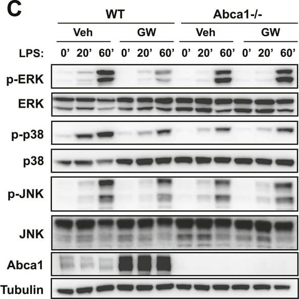 ABCA1 Antibody - BSA Free