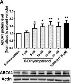 ABCA1 Antibody - BSA Free