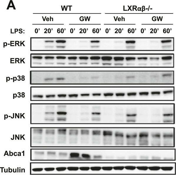 ABCA1 Antibody - BSA Free