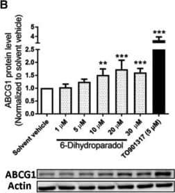 ABCA1 Antibody - BSA Free