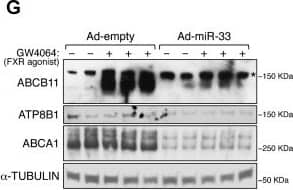 ABCA1 Antibody - BSA Free