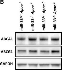 ABCA1 Antibody - BSA Free