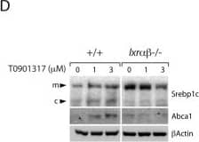 ABCA1 Antibody - BSA Free