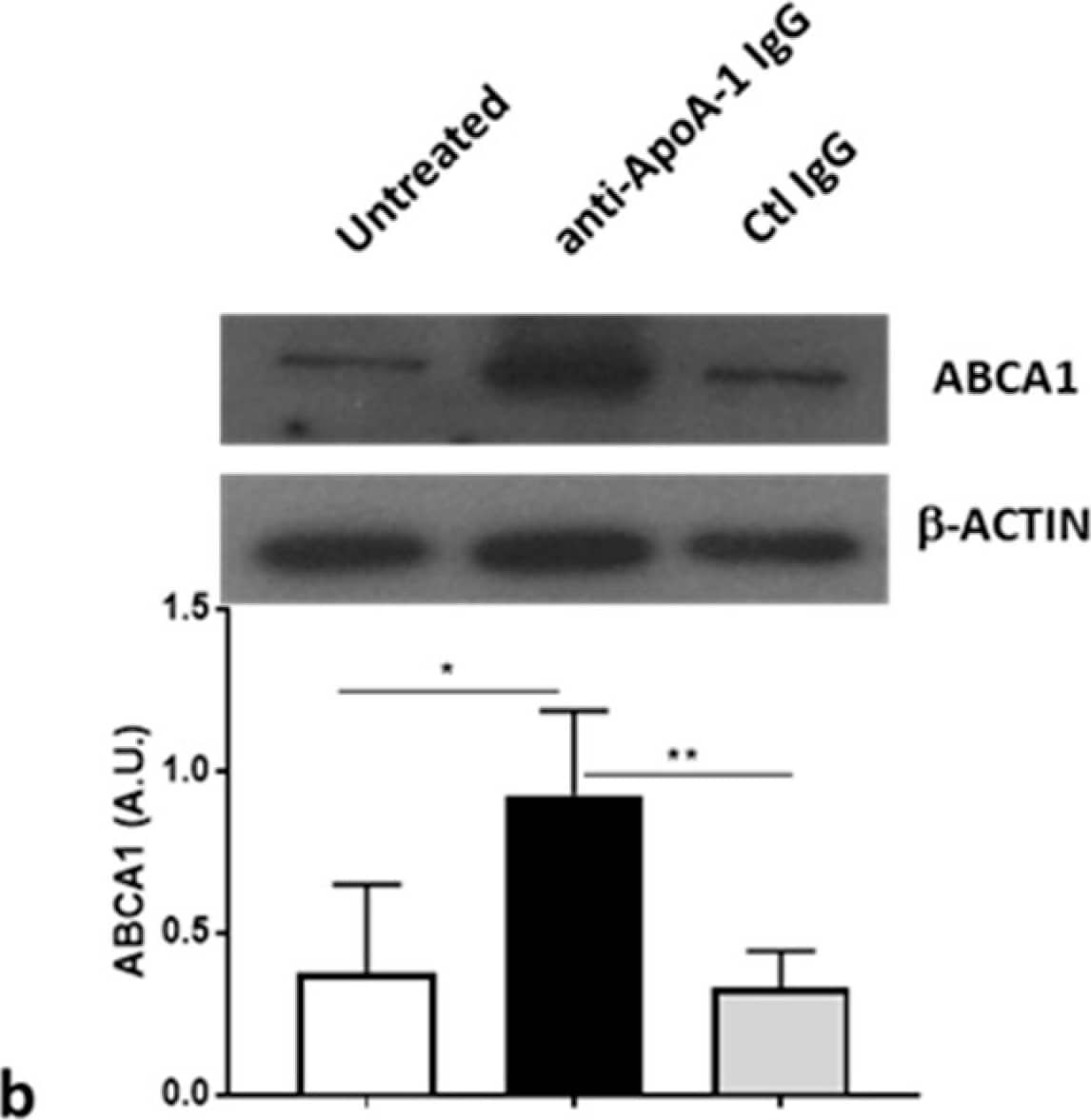 ABCA1 Antibody - BSA Free