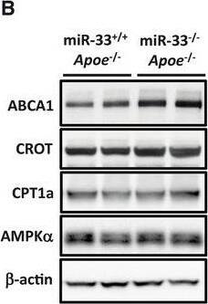 ABCA1 Antibody - BSA Free