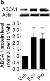 ABCA1 Antibody - BSA Free