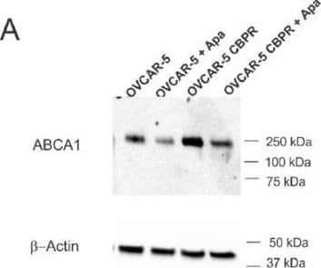 ABCA1 Antibody - BSA Free